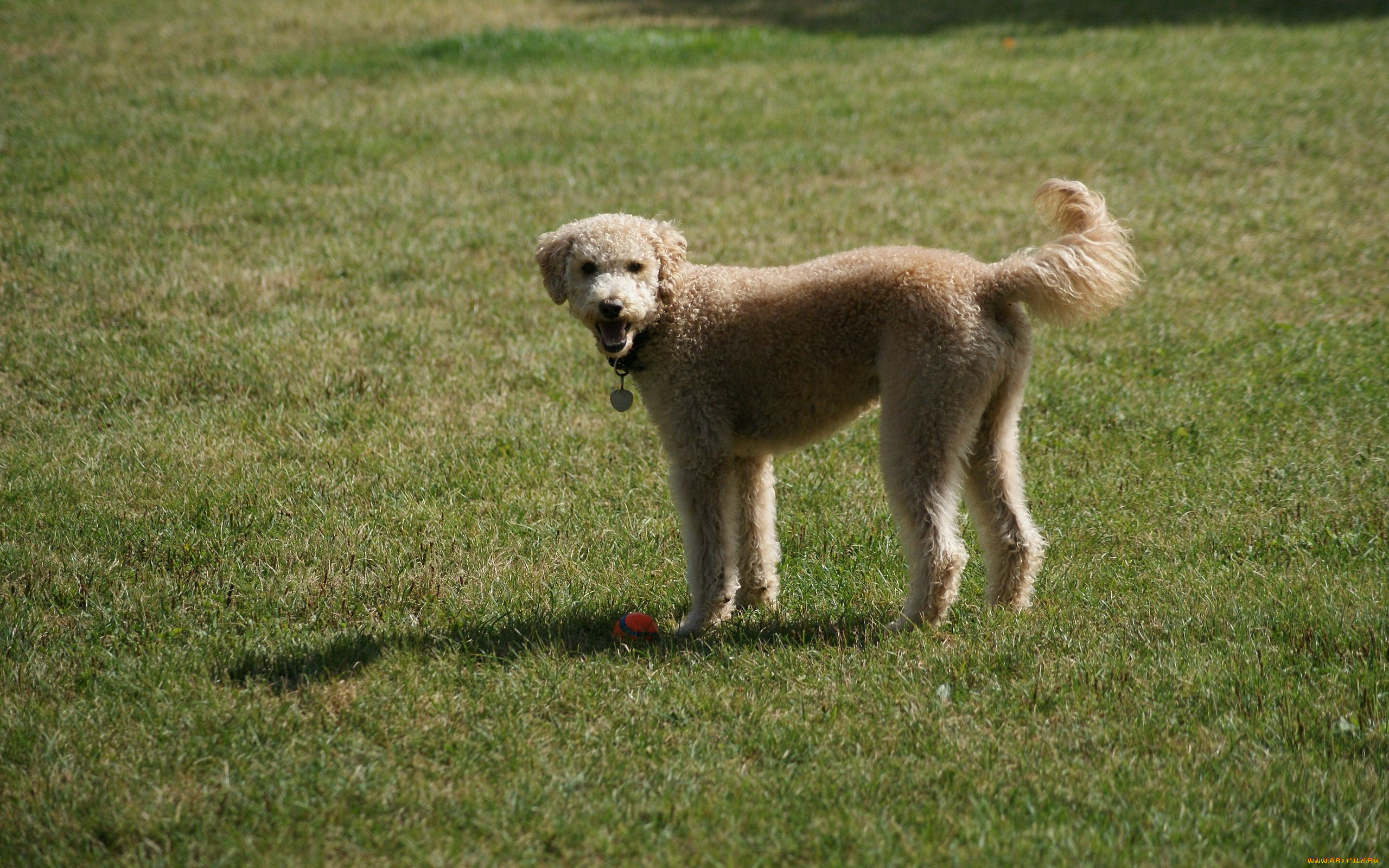, , dog